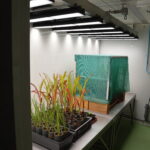 Croissance de plantes de grandes cultures