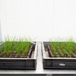 Culture de Ray Grass