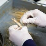 Expérimentation sur le Blé